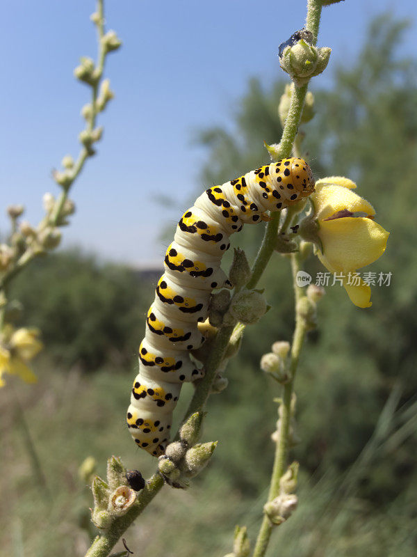 斑纹荔枝毛虫(Cucullia lychnitis)